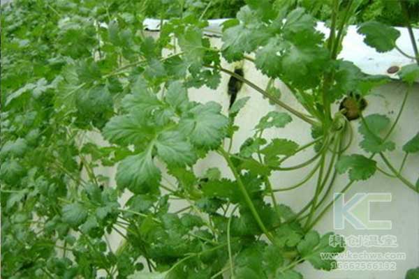 無土栽培，無土栽培技術，無土栽培設備