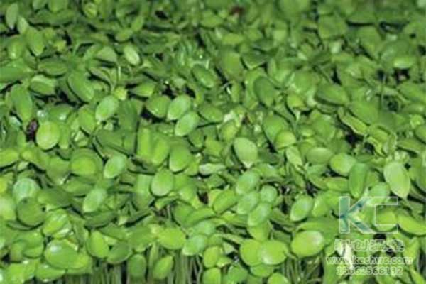 無土栽培，無土栽培技術(shù)，無土栽培設(shè)備