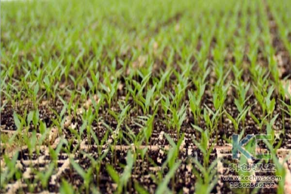 無土栽培，無土栽培技術，無土栽培設備