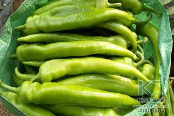 無土栽培，無土栽培技術，無土栽培設備