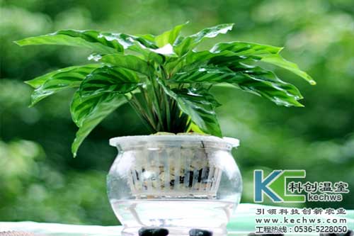 無土栽培，無土栽培技術(shù)，無土栽培設備