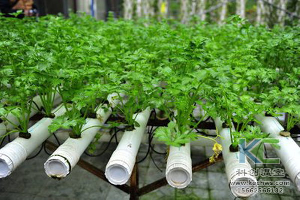 無土栽培，無土栽培技術，無土栽培設備