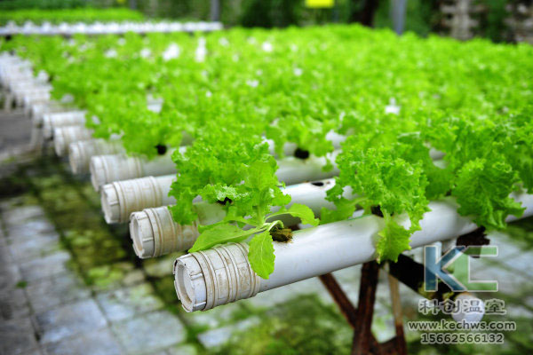 無(wú)土栽培設(shè)備，無(wú)土栽培技術(shù)，無(wú)土栽培，溫室大棚