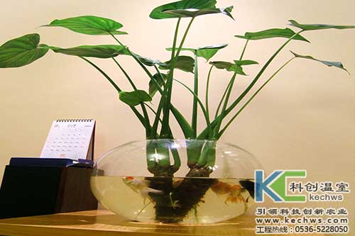 無土栽培，無土栽培技術(shù)，無土栽培設備