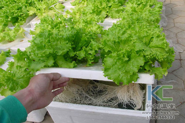 無土栽培技術，休閑農(nóng)業(yè)，無土栽培，溫室大棚