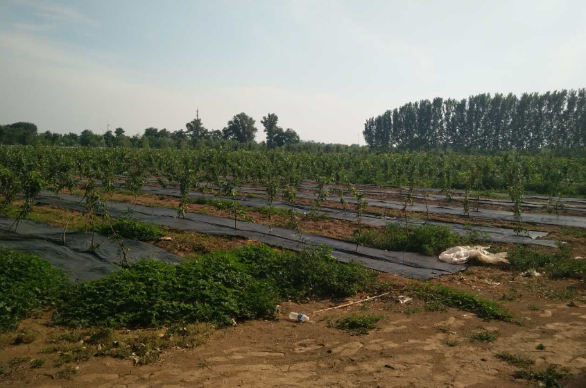 無土栽培,無土栽培技術,無土栽培設備