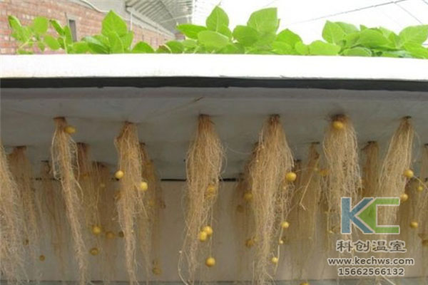 智能溫室無土栽培，無土栽培技術，溫室大棚，無土栽培