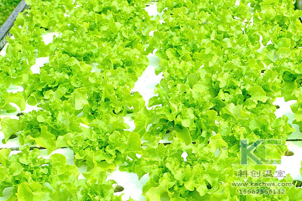 無土栽培，無土栽培技術(shù)，無土栽培設(shè)備