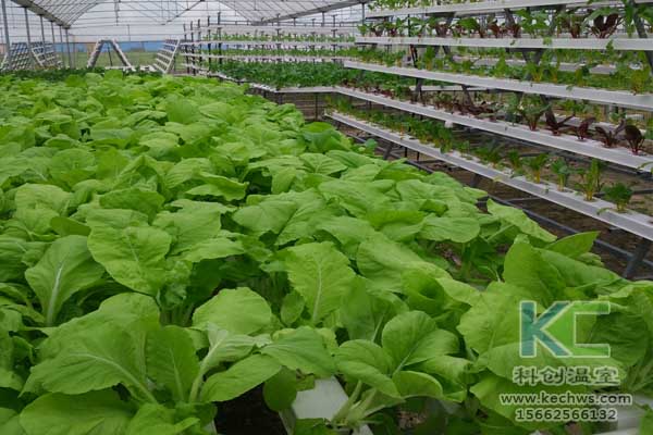 無土栽培技術，無土栽培設備，魚菜共生，溫室大棚