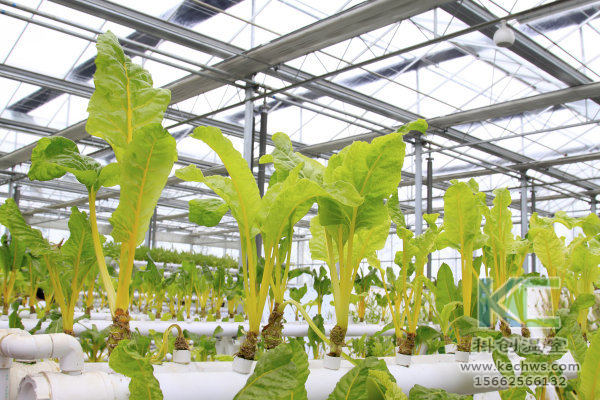 無土栽培，無土栽培技術，蔬菜栽培