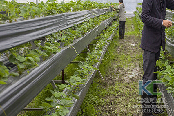 蔬菜無土栽培，無土栽培技術，無土栽培設備，無土栽培