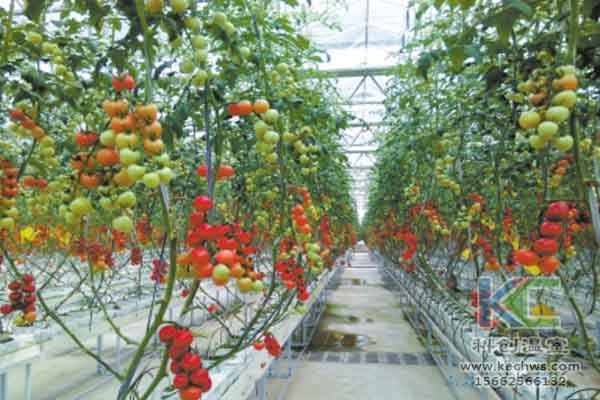 無土栽培技術,無土栽培,溫室大棚,蔬菜大棚