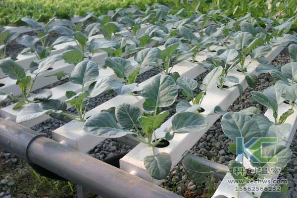 無土栽培技術，無土栽培設備，魚菜共生，溫室大棚