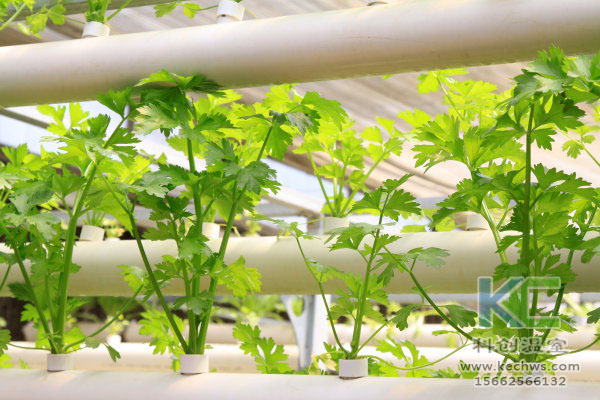 無土栽培技術(shù),無土栽培設(shè)備,無土栽培,溫室大棚