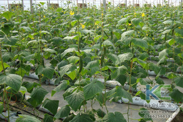 無土栽培,無土栽培技術(shù),無土栽培設(shè)備