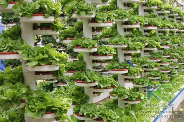 無土栽培技術(shù),無土栽培設(shè)備,無土栽培,溫室大棚