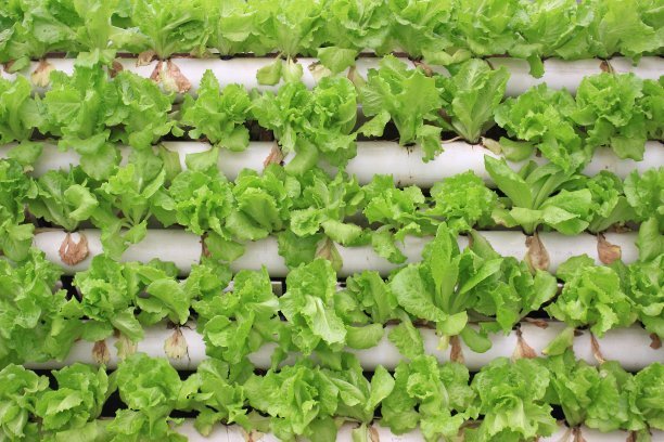 無(wú)土栽培，無(wú)土栽培技術(shù)，無(wú)土栽培設(shè)備