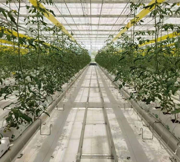 無土栽培，無土栽培技術，無土栽培設備