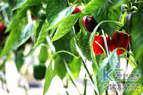 無(wú)土栽培，無(wú)土栽培技術(shù)，無(wú)土栽培設(shè)備