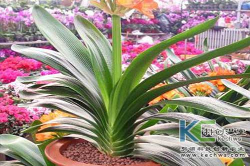 無(wú)土栽培，無(wú)土栽培技術(shù)，無(wú)土栽培設(shè)備