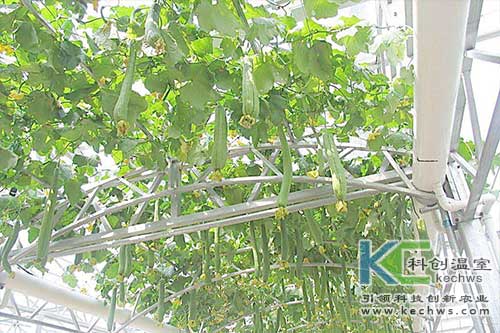 無土栽培，無土栽培技術(shù)，無土栽培設(shè)備