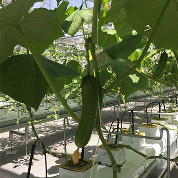 無土栽培，無土栽培技術，無土栽培設備