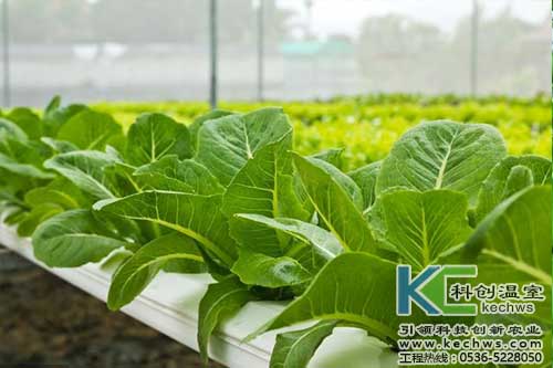 無土栽培，無土栽培技術，無土栽培設備