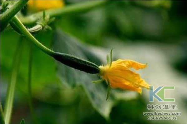 無土栽培，無土栽培技術(shù)，無土栽培設(shè)備