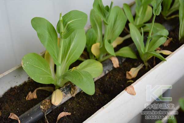 無土栽培，無土栽培技術，無土栽培設備