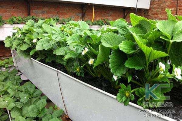 無土栽培,無土栽培技術(shù),無土栽培設備