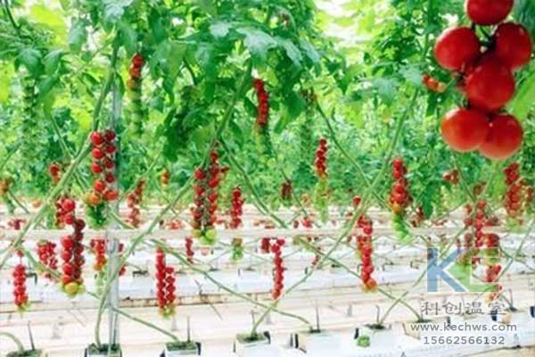 無土栽培，無土栽培技術，無土栽培設備