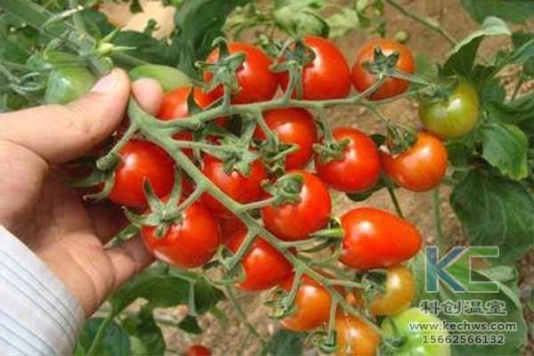 無土栽培，無土栽培技術(shù)，無土栽培設(shè)備