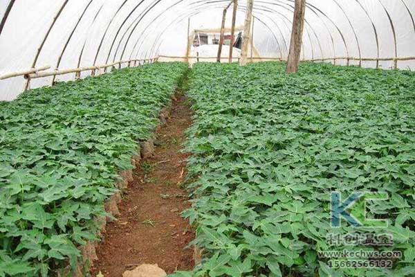 無土栽培，無土栽培技術，無土栽培設備