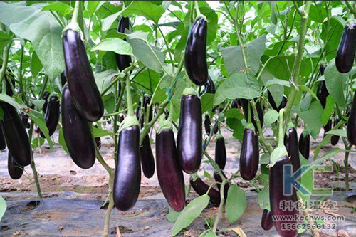 無土栽培，無土栽培技術，無土栽培設備