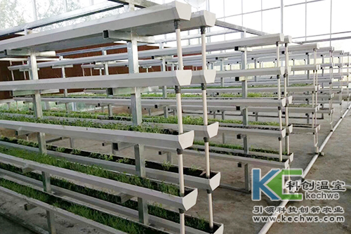 無土栽培,基質栽培,水培