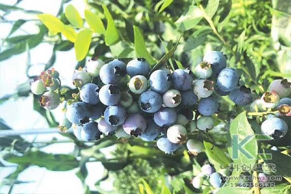 無土栽培，無土栽培技術，無土栽培設備