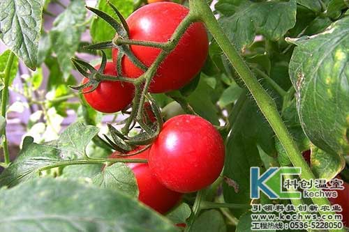 無(wú)土栽培，無(wú)土栽培技術(shù)，無(wú)土栽培設(shè)備