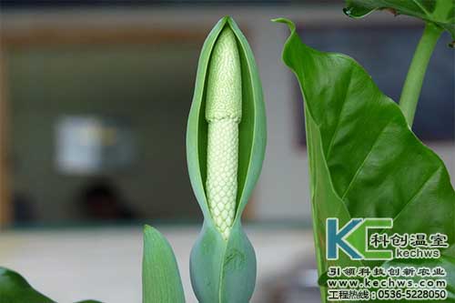 無土栽培，無土栽培技術，無土栽培設備