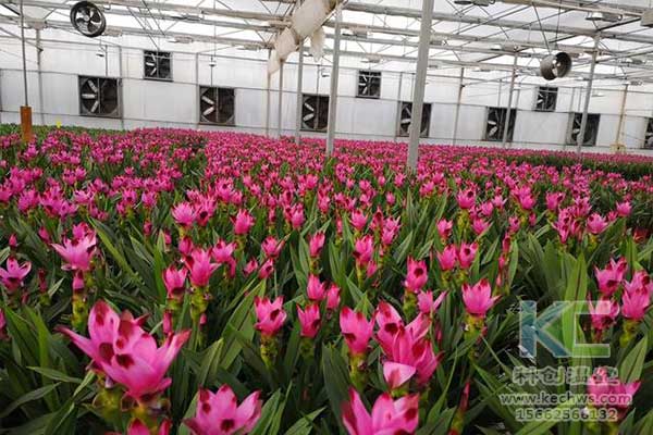 無土栽培，無土栽培技術，無土栽培設備