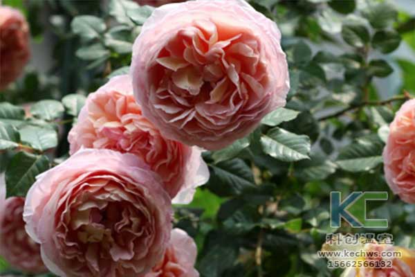 無土栽培，無土栽培技術，無土栽培設備