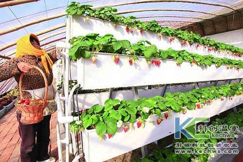 無(wú)土栽培，無(wú)土栽培技術(shù)，無(wú)土栽培設(shè)備