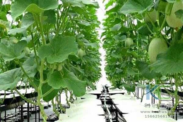 無土栽培，無土栽培技術，無土栽培設備