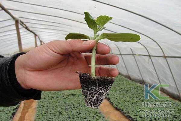 無土栽培，無土栽培技術，無土栽培設備