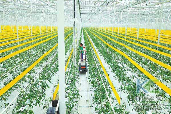 無(wú)土栽培，無(wú)土栽培技術(shù)，無(wú)土栽培設(shè)備