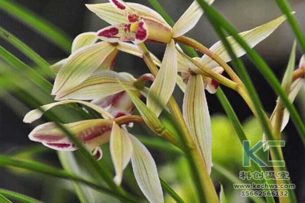 無(wú)土栽培，無(wú)土栽培技術(shù)，無(wú)土栽培設(shè)備