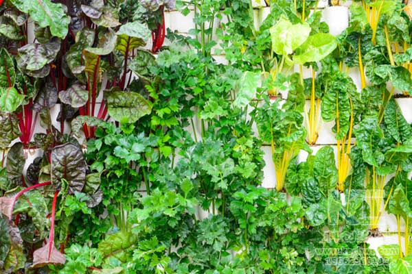 無土栽培，無土栽培技術，無土栽培設備