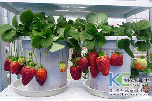 無(wú)土栽培,無(wú)土栽培技術(shù),無(wú)土栽培設(shè)備