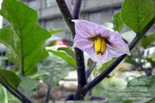 無土栽培，無土栽培技術，無土栽培設備