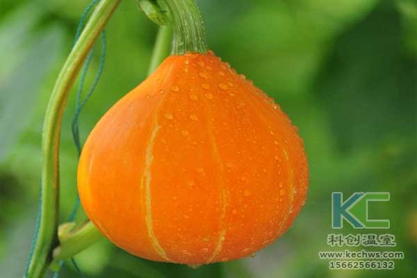 無土栽培，無土栽培技術(shù)，無土栽培設備