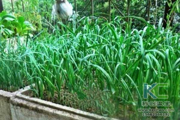 無土栽培，無土栽培技術，無土栽培設備